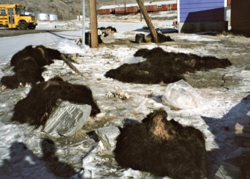 2003 marts Grønland (10)